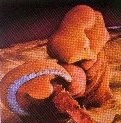 the unborn child at 4 weeks