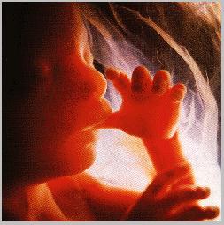 An 18 week unborn child, sucking thumb.