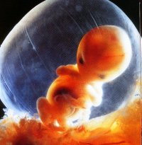 the unborn child at 8 weeks