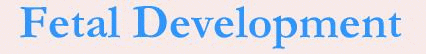 Fetal Development