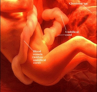 the unborn child at 7 months