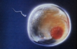 the sperm approaching the ovum